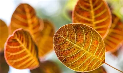 Na čo je Fisetin dobrý?