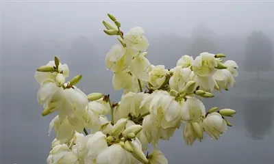 Čo je extrakt z juky?