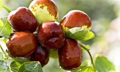 Ako používať Jujube prášok?